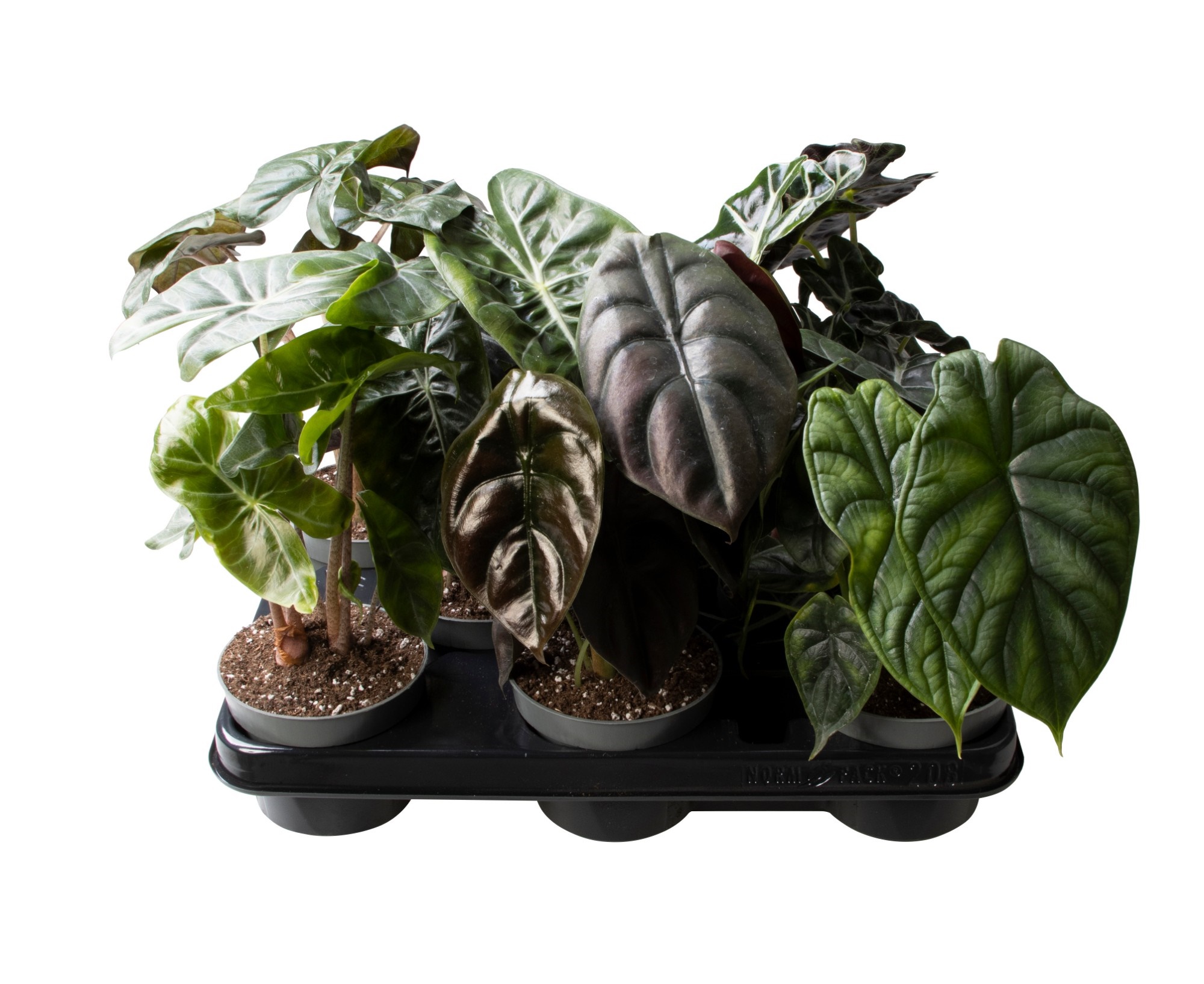 Алоказия Микс