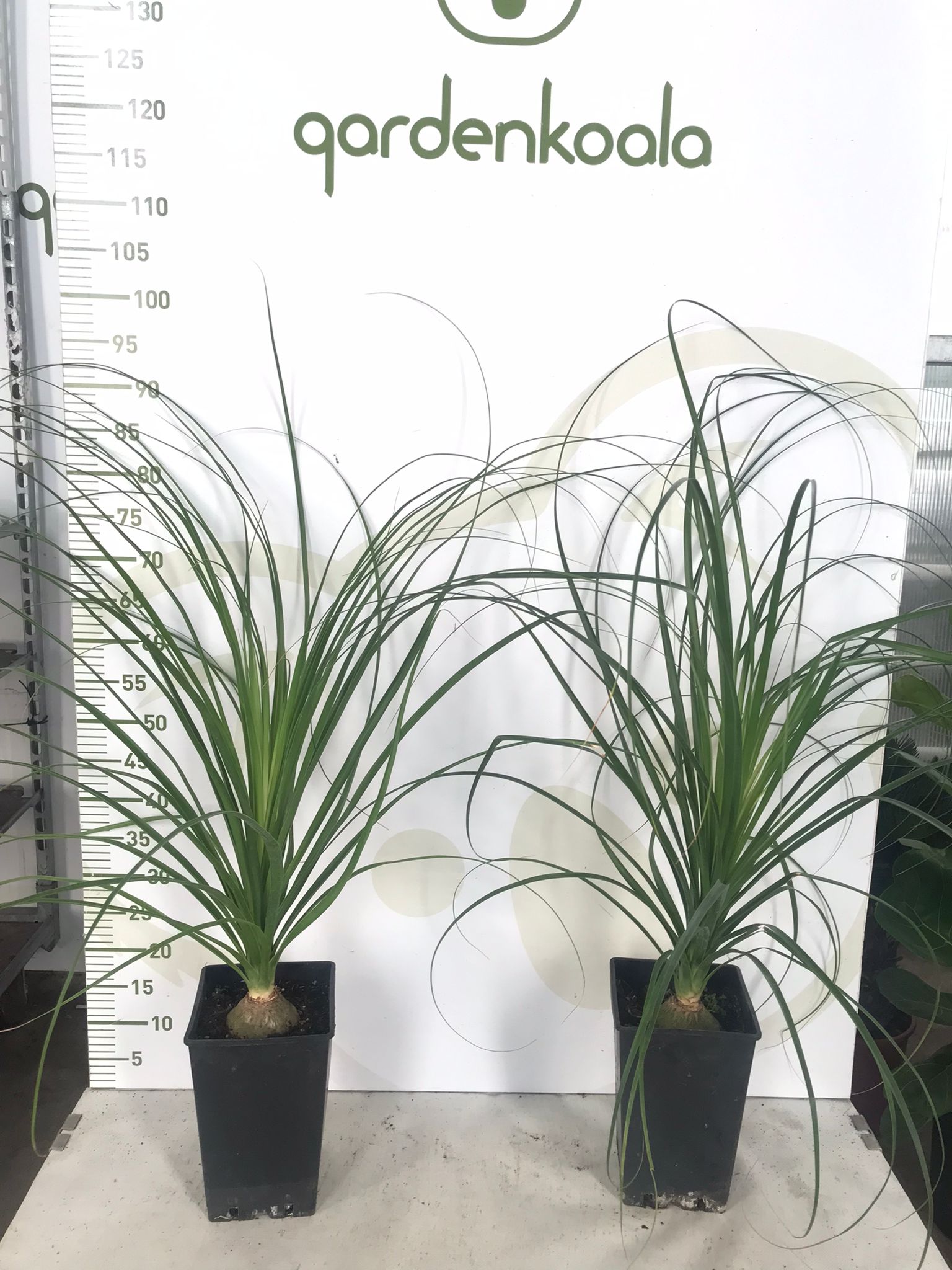 Нолина 1 лук.