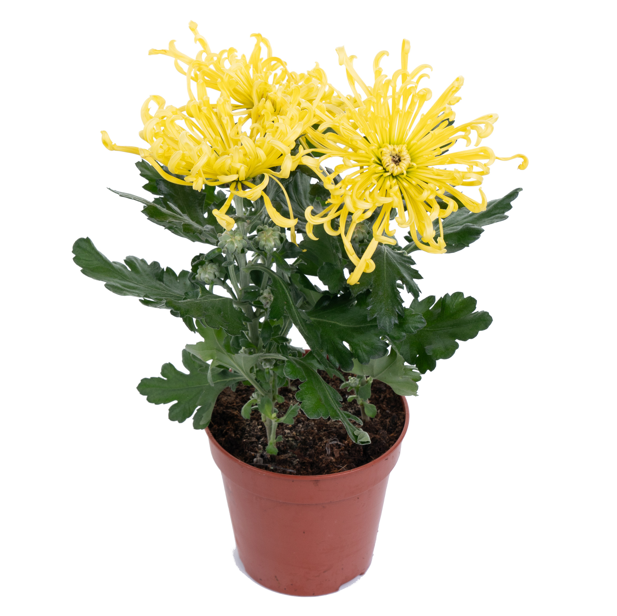 Хризантема Фаерворкс желтая