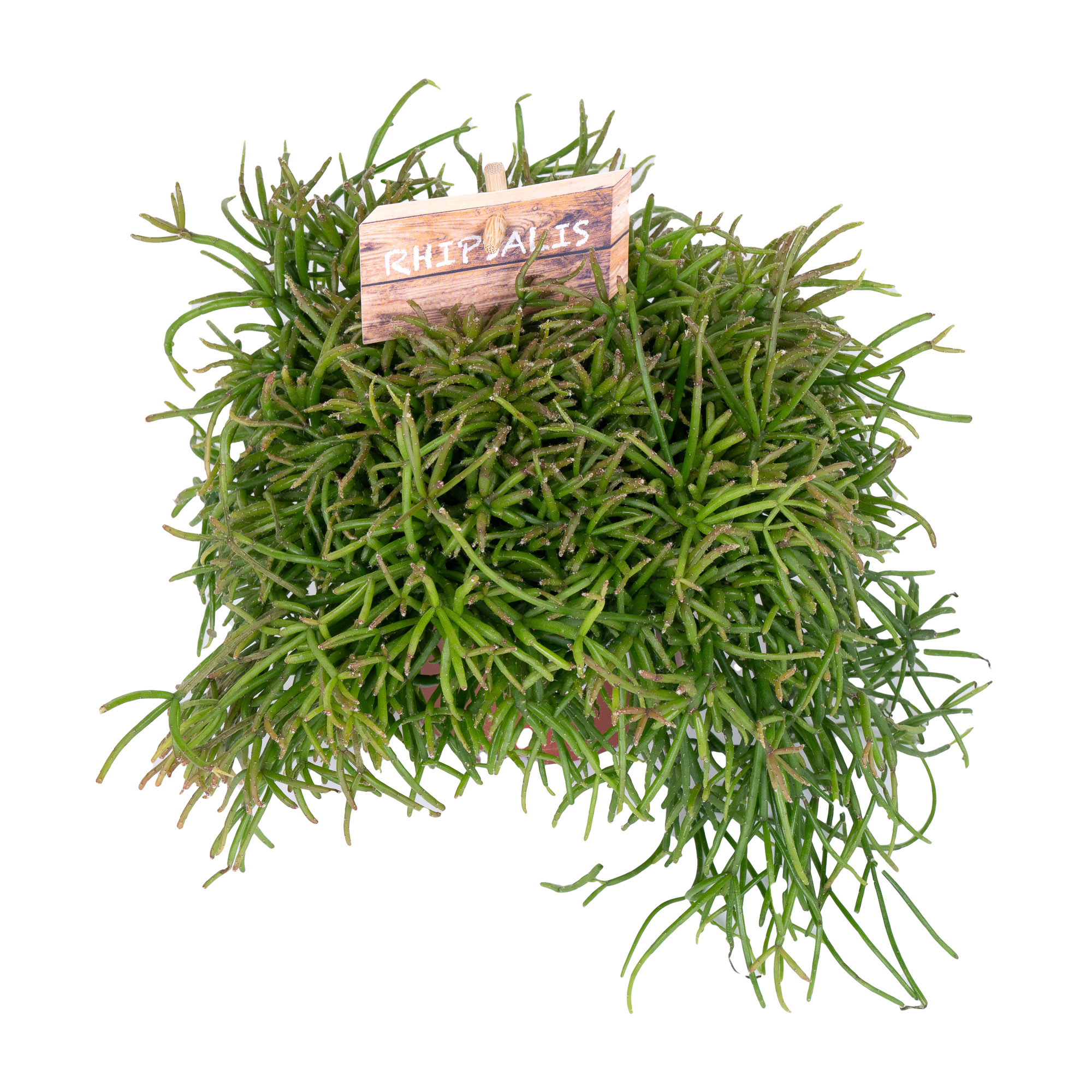 Рипсалис Бацифера Оазис