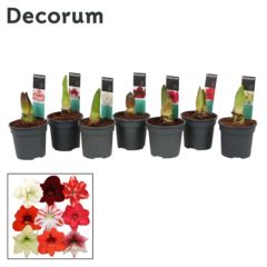 Гиппеаструм 2 ст микс премиум