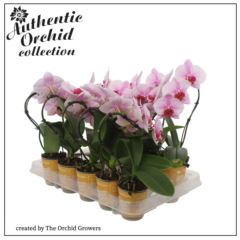 Фаленопсис Свон Блаш каскад 1 ст