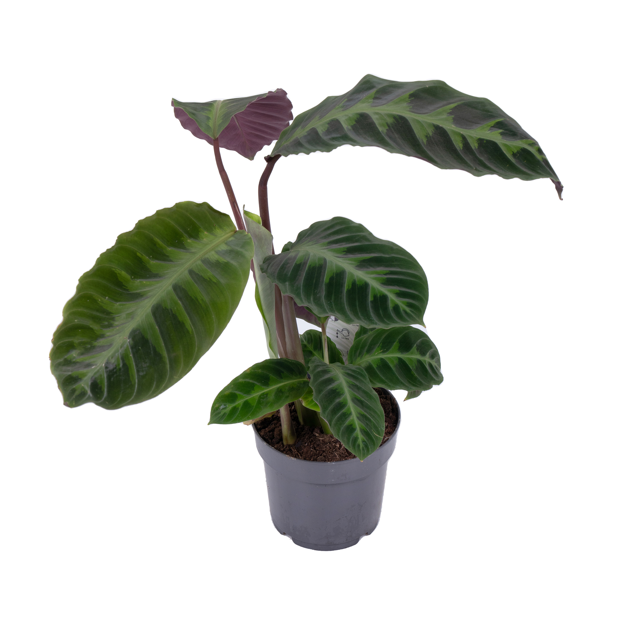 Калатея Варшевичи