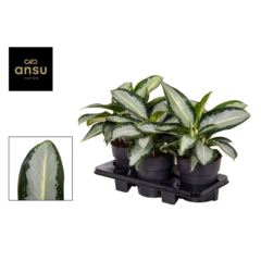 Аглаонема Сильвер Блю