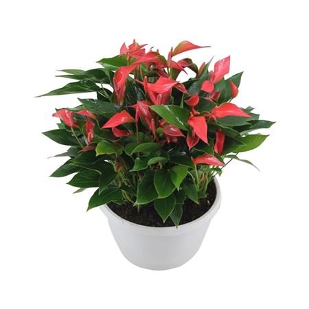 Антуриум андрианум красный в керамике