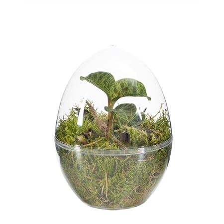 Макодес Петола террариум