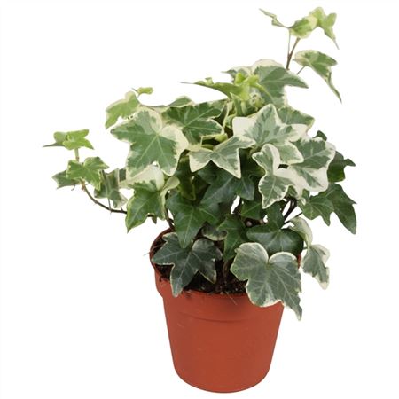 Хедера хеликс Тони