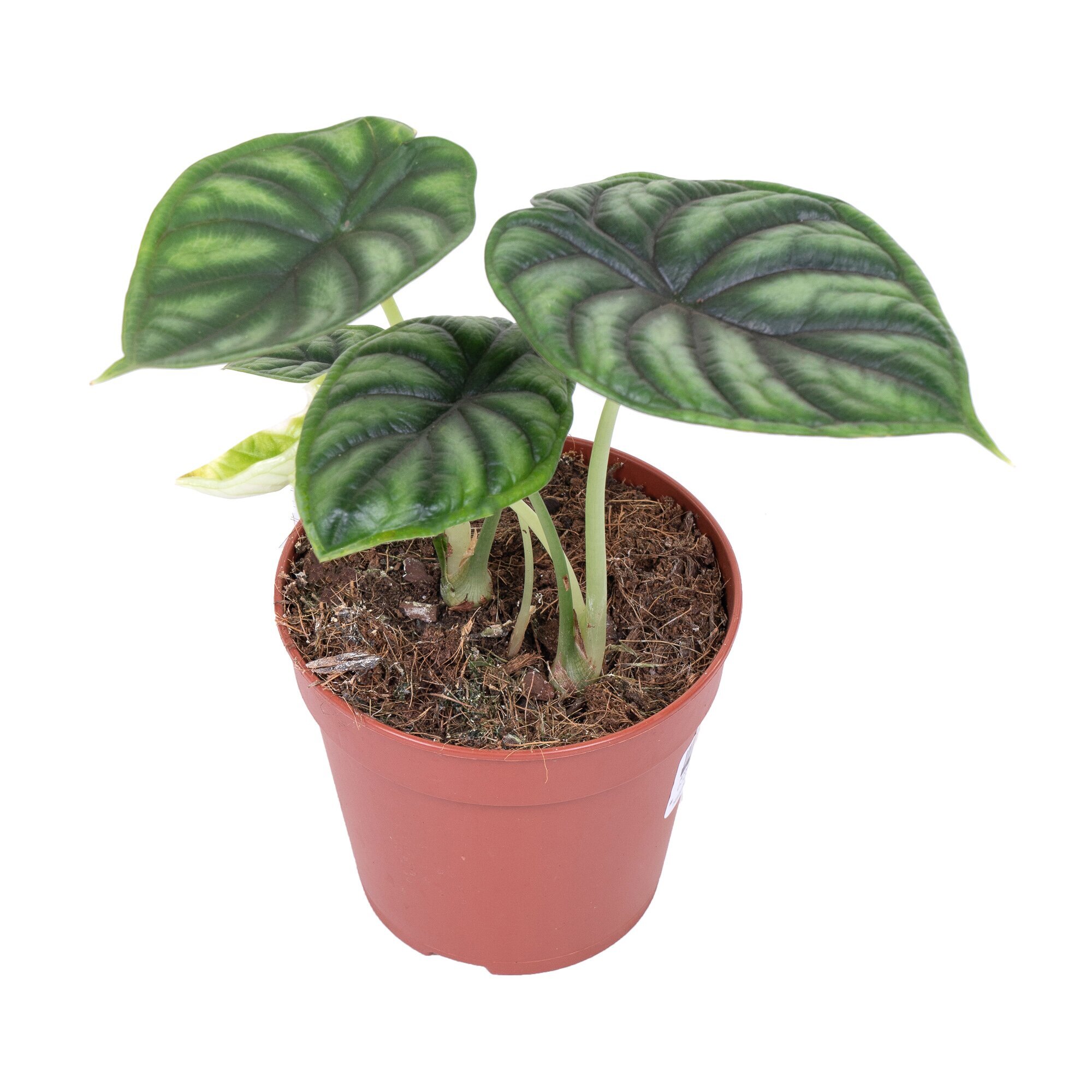 Алоказия Драгон Скейл