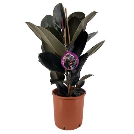 Фикус эластика Абиджан 3 ст