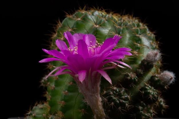 Кактус Микс С Цветами