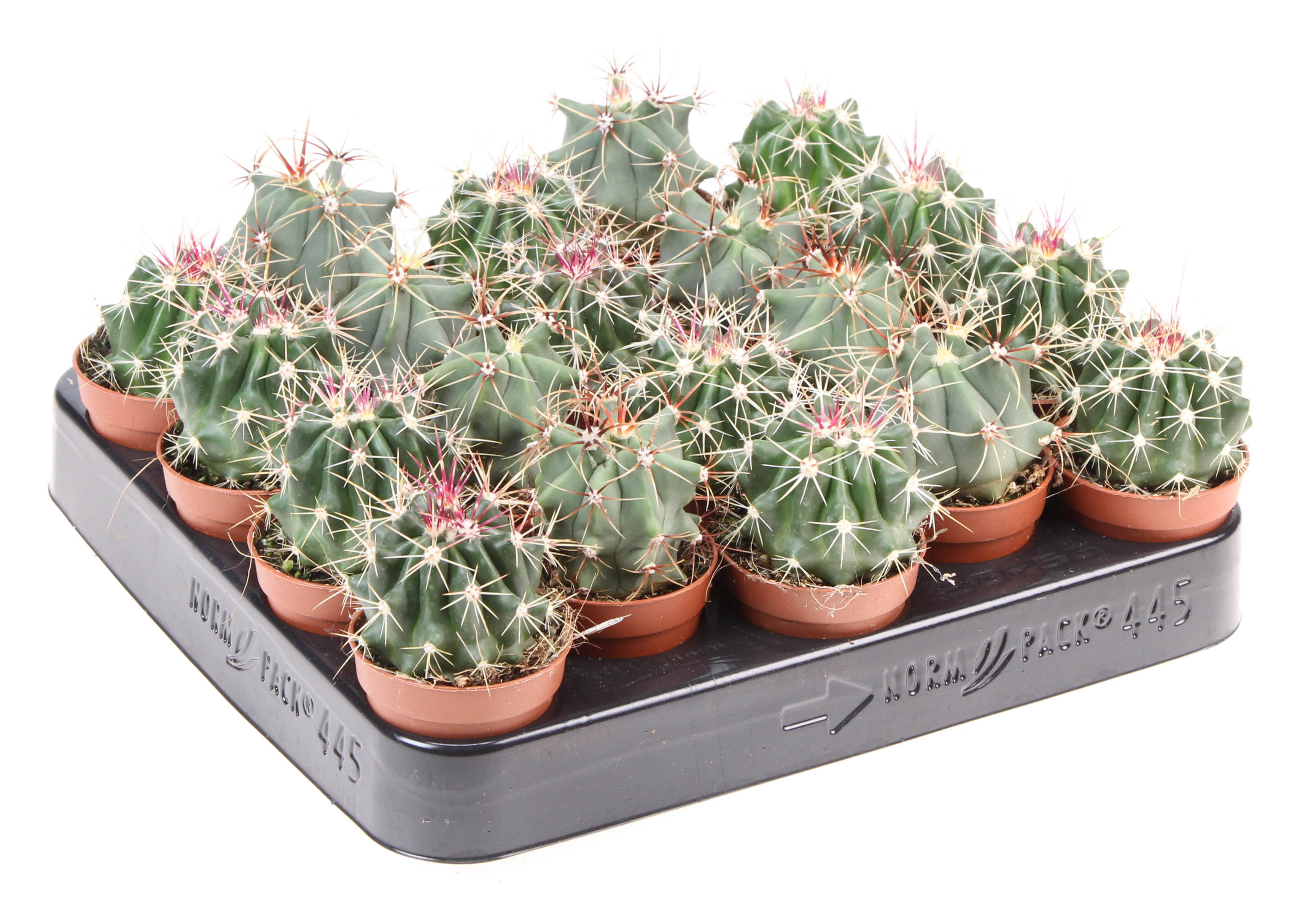 Феррокактус Микс