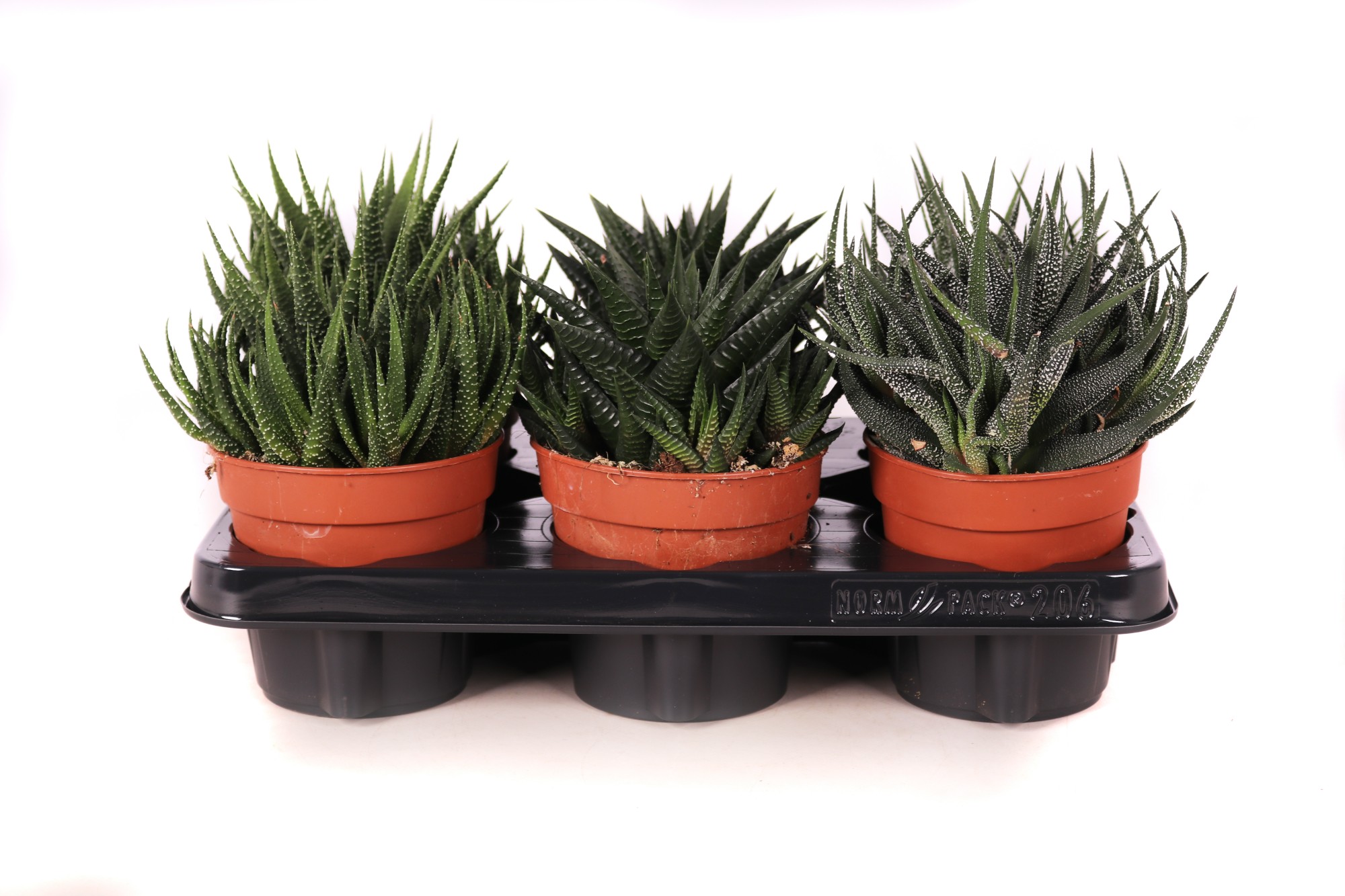 Хавортия Микс