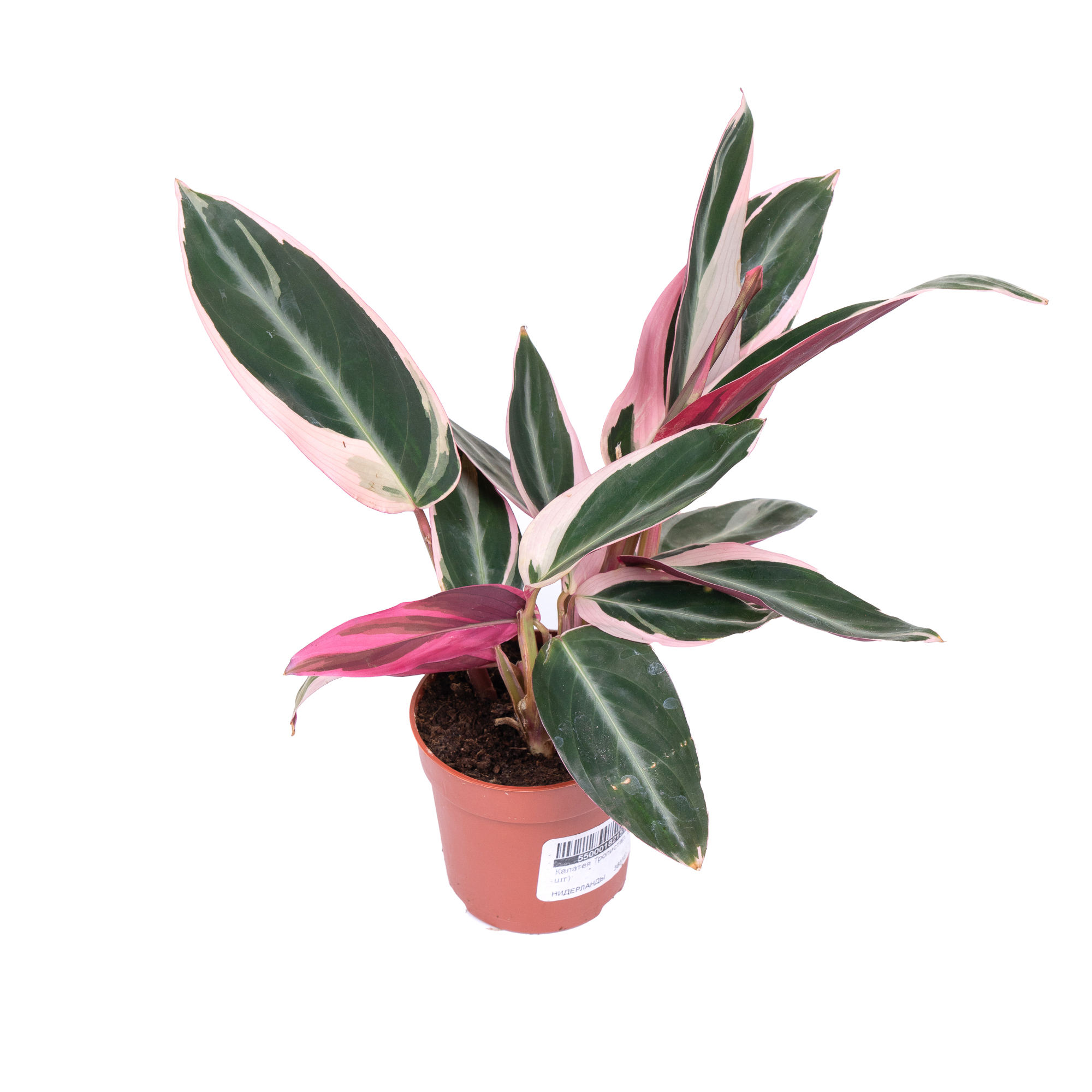 Калатея Тропистар