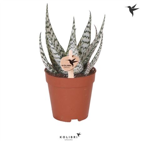 Алоэ Бронз Лизард