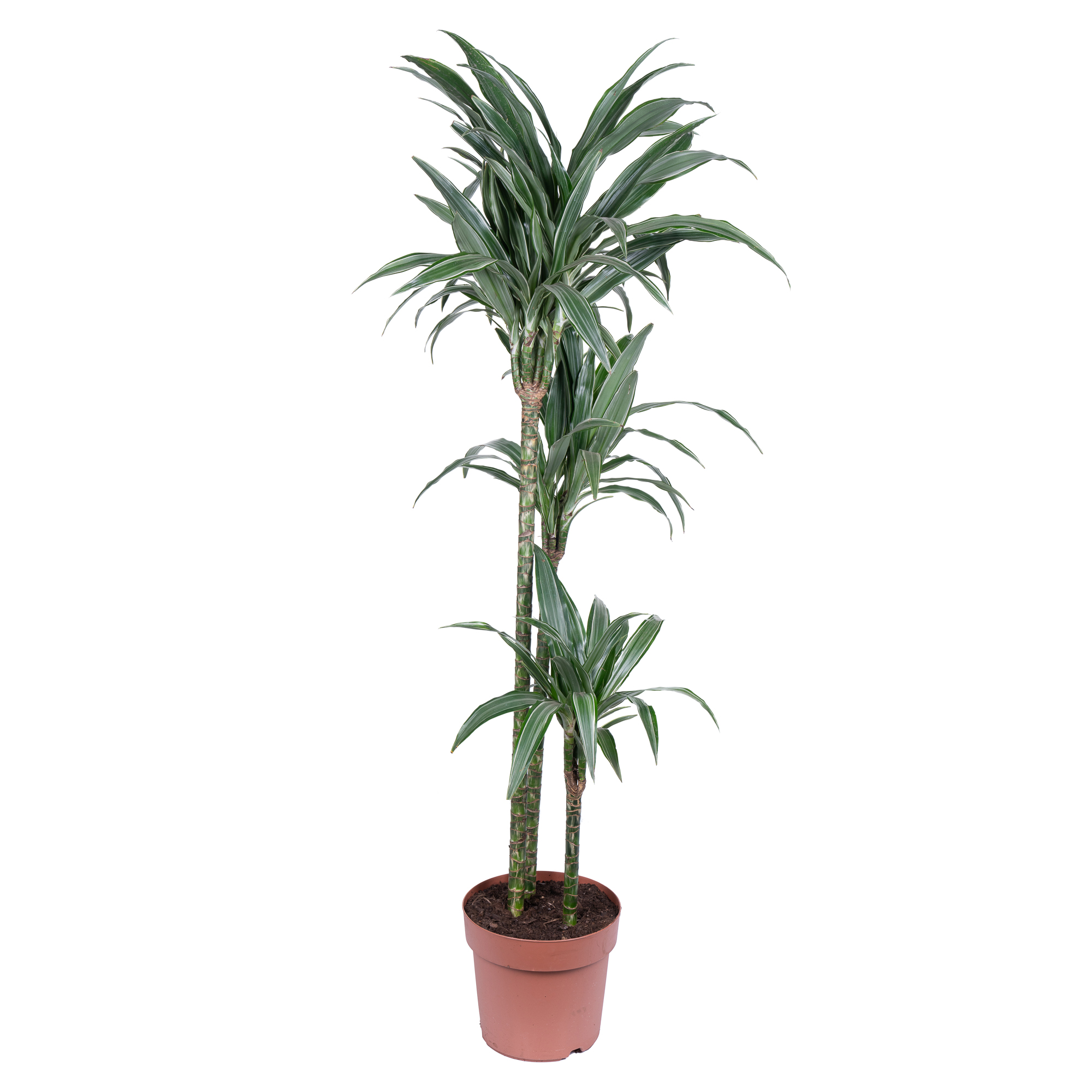 Драцена фрагранс Варнески 3 ст