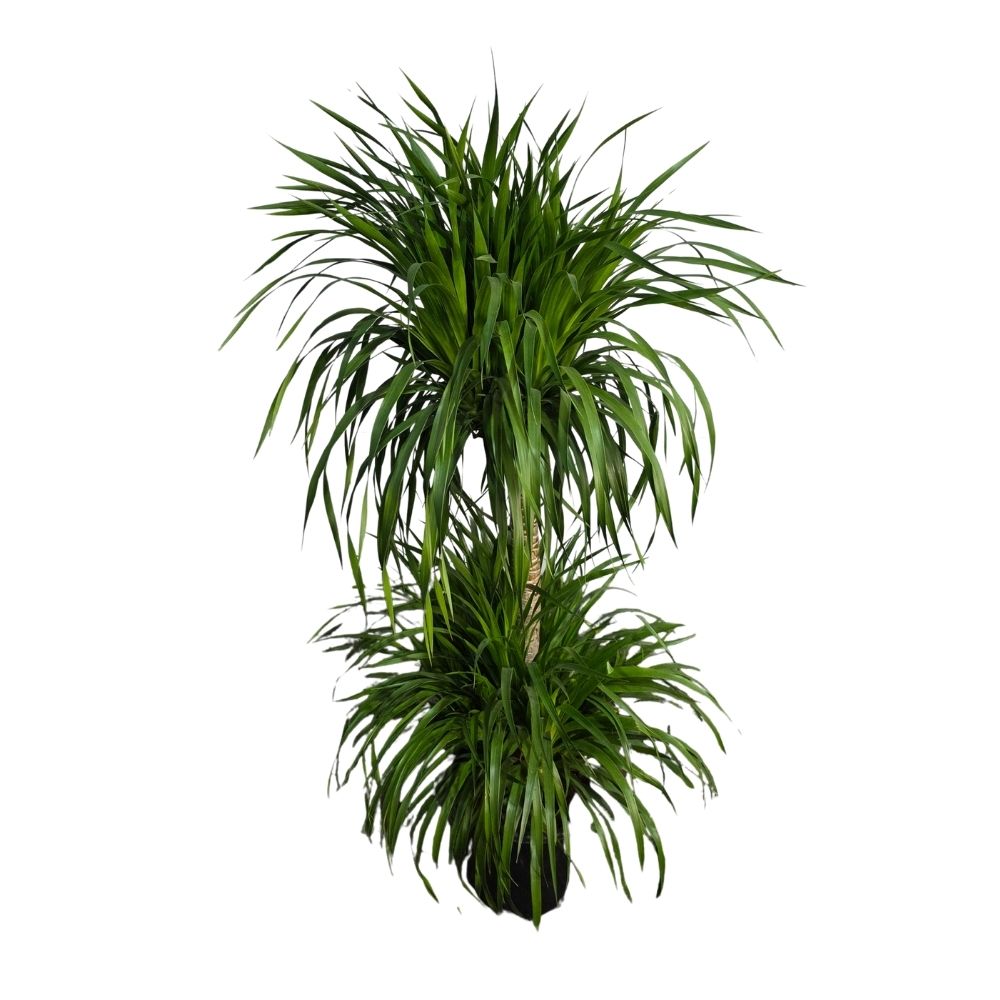 Драцена Драко 2 ст