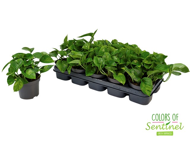 Сциндапсус Глобал Грин