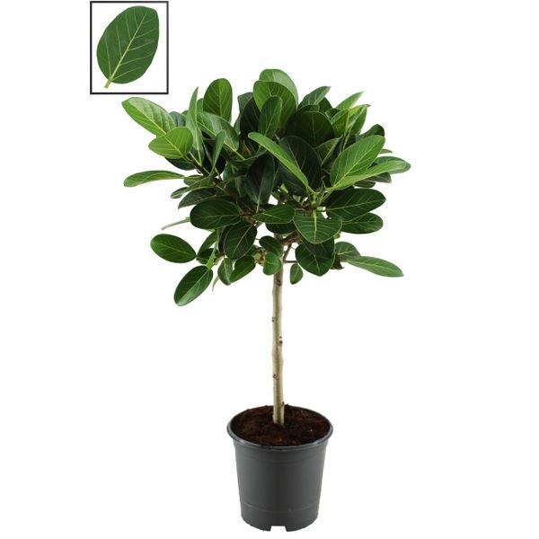 Фикус бенгаленсис Одри штамбовый