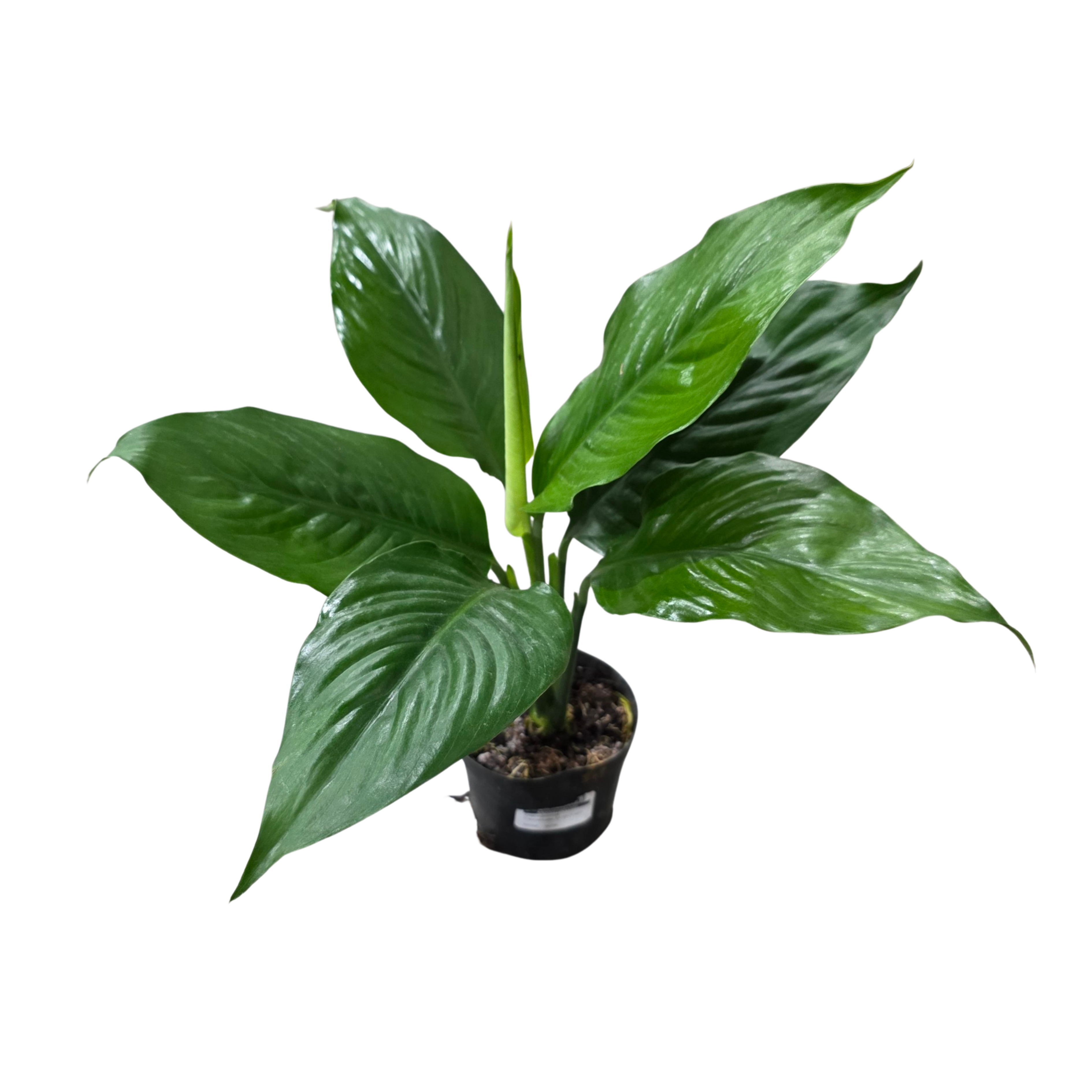 Спатифиллум Сенсейшен