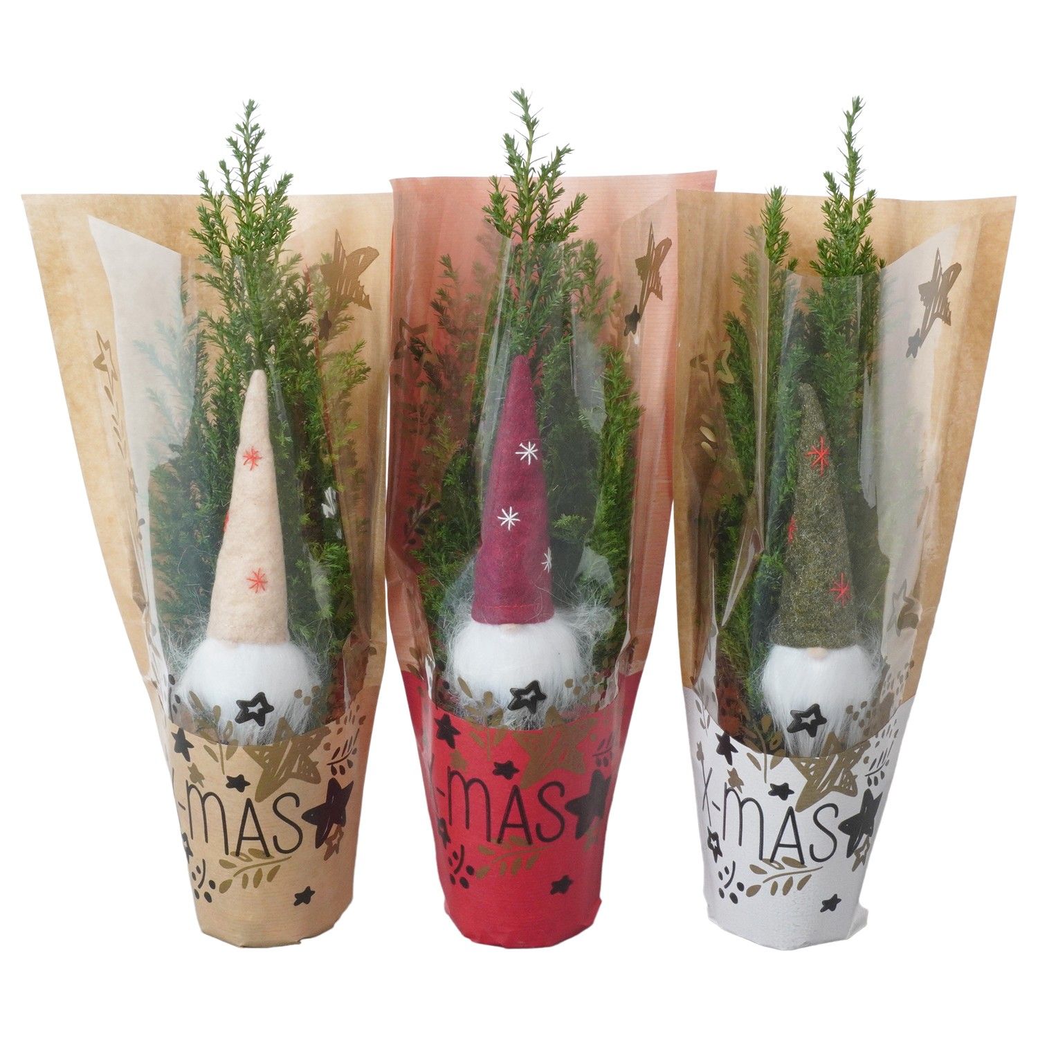 Кипарисовик лавсона Элвуди в новогодней упаковке ртк 107