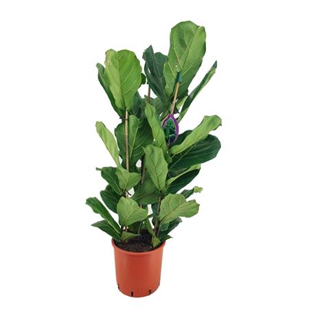 Фикус лирата 3 ст