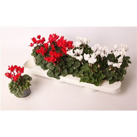 Цикламен Микс (композиция) в новогодней упаковке