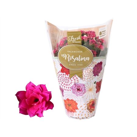 Каланхое Росалина Дон Викторио темно-розовое