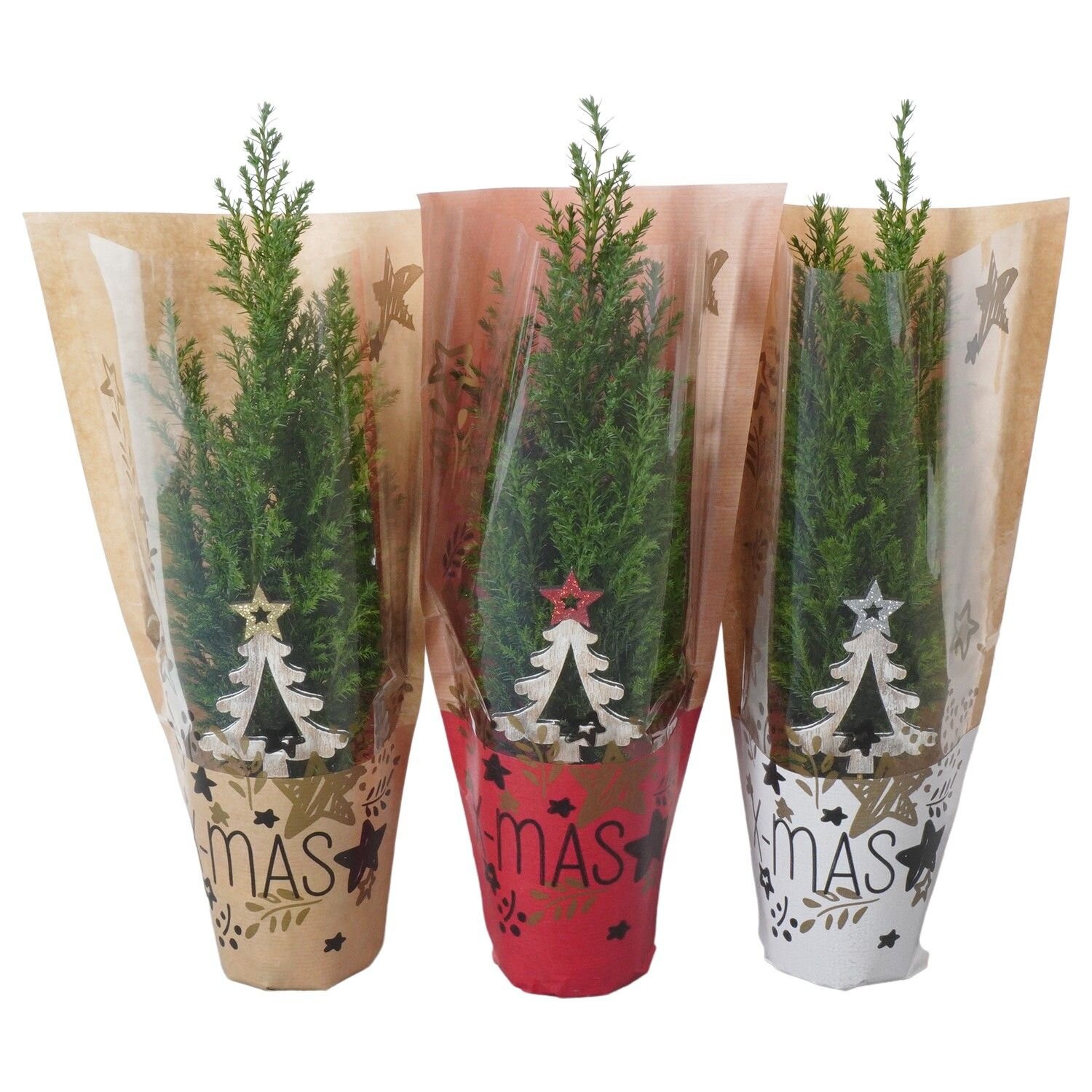 Кипарисовик лавсона Элвуди в новогодней упаковке ртк 105