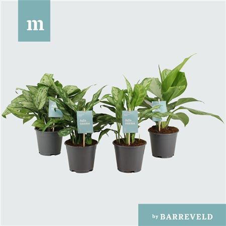 Аглаонема Грин Микс