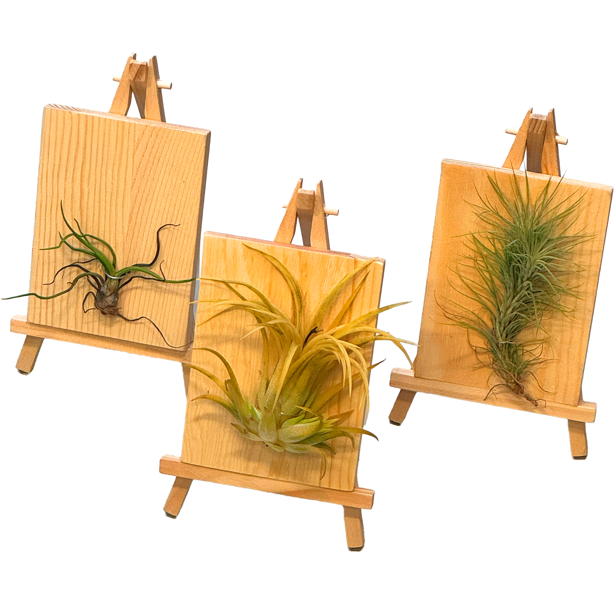 Тилландсия атмосферная Микс на подставке