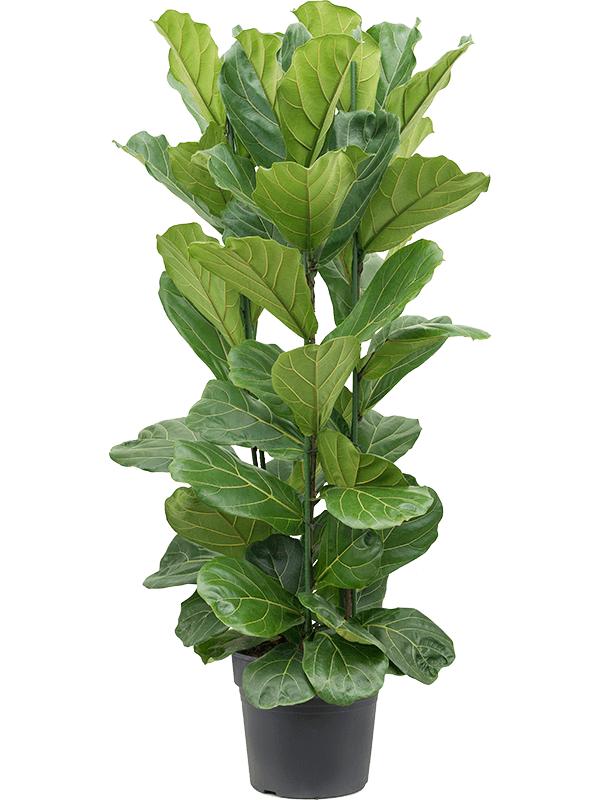 Фикус лирата 3 ст