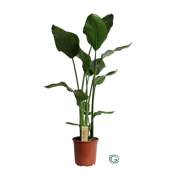 Стрелиция Николая