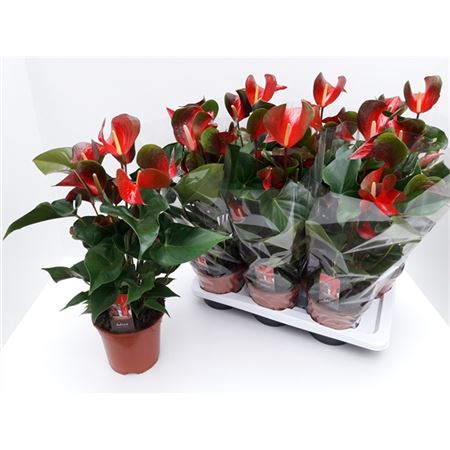 Антуриум андрианум Адиос Динамит