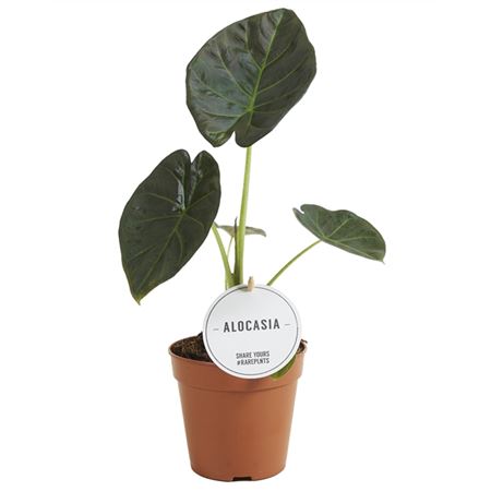 Алоказия Регал Шилдс