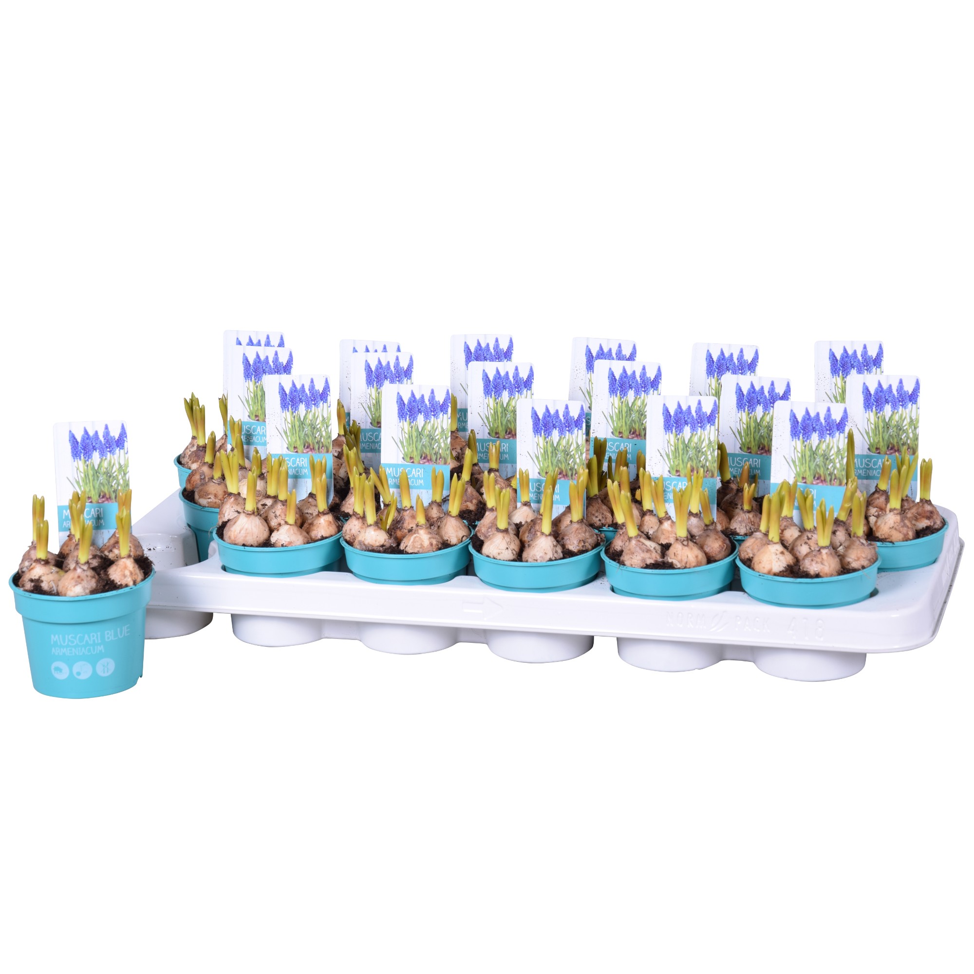 Мускари Армениакум