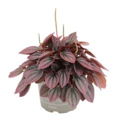 Пеперомия Кайен