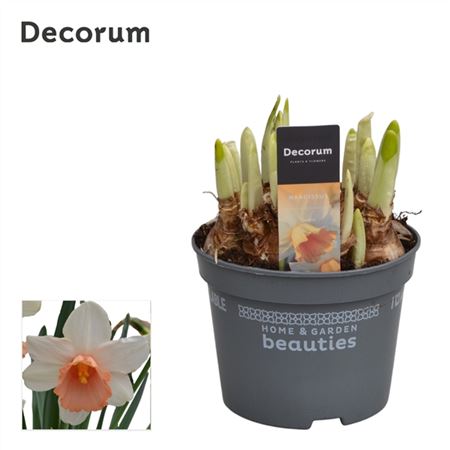 Нарцисс Ивона