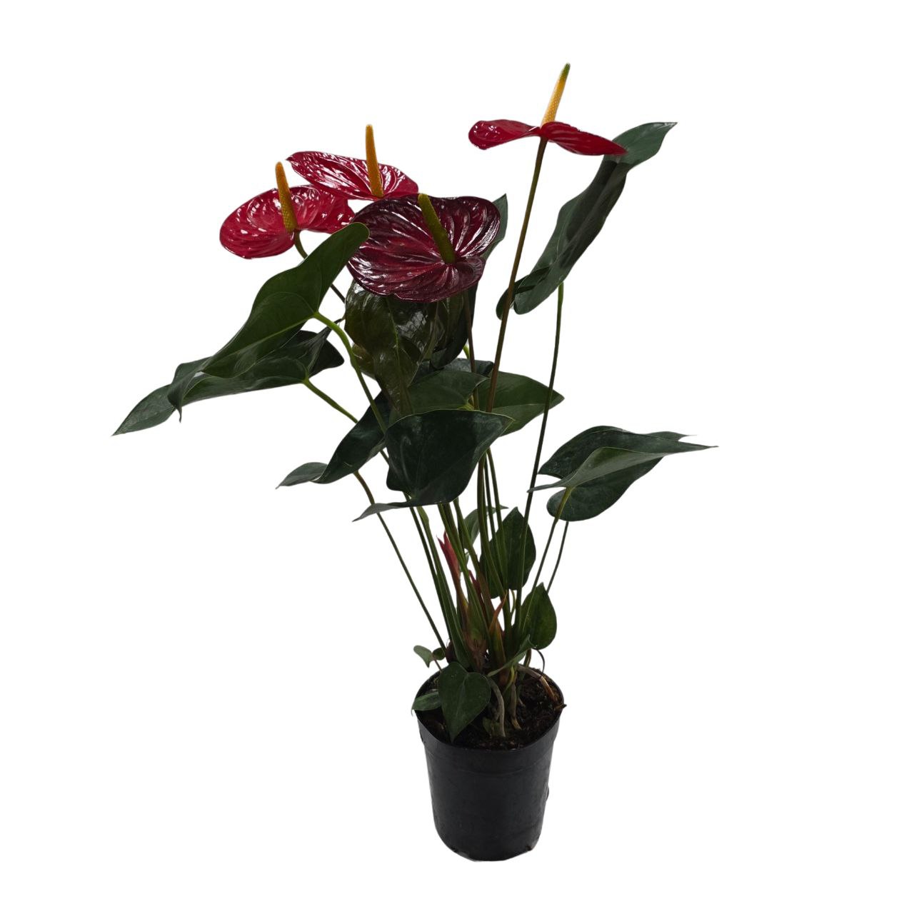 Антуриум андрианум Эверио