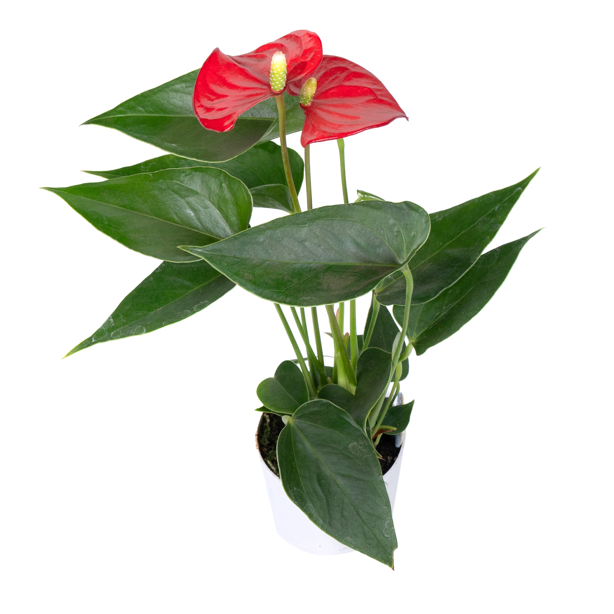 Антуриум андрианум Чемпион красный