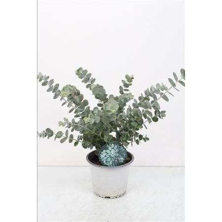 Эвкалипт Цинерея