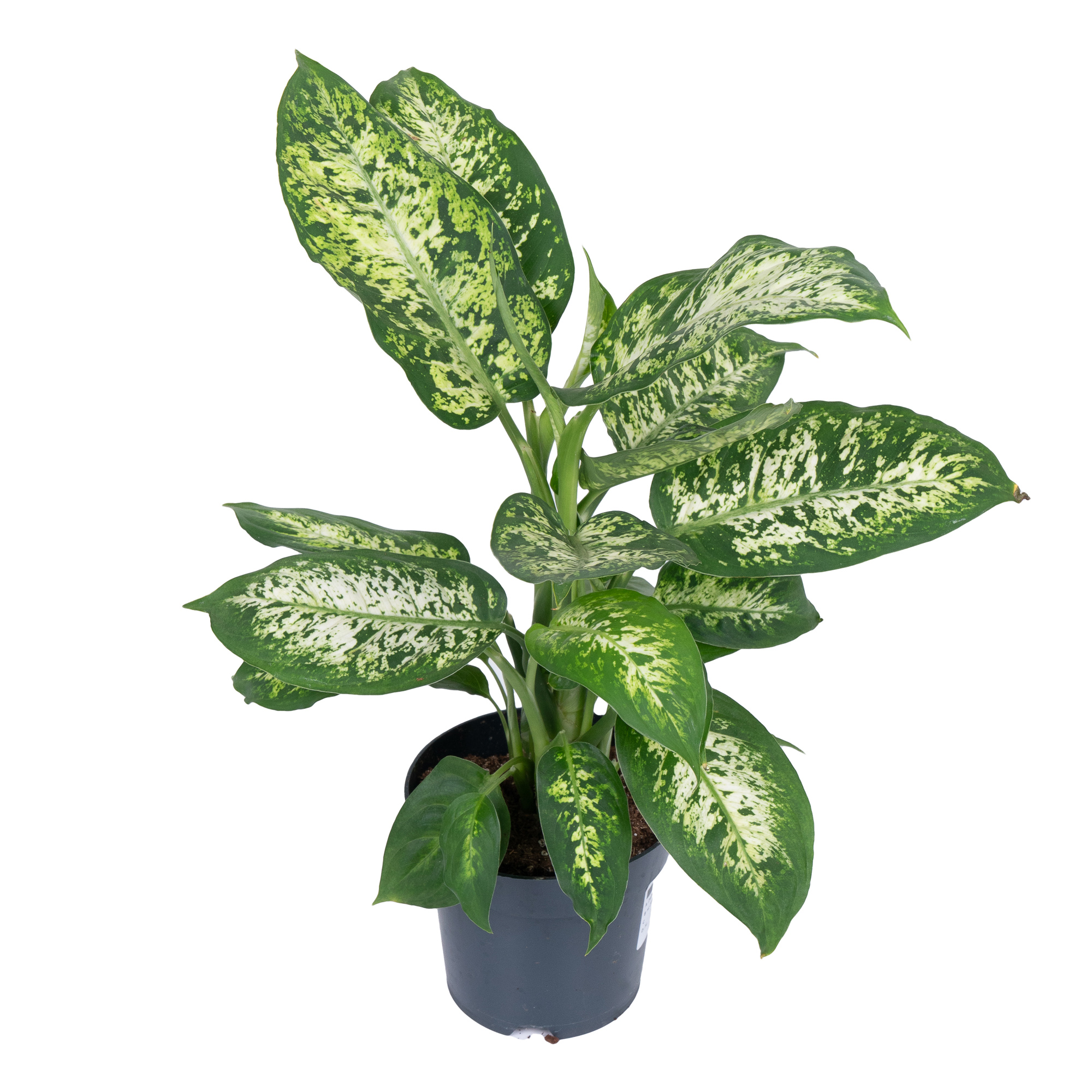 Диффенбахия Компакта