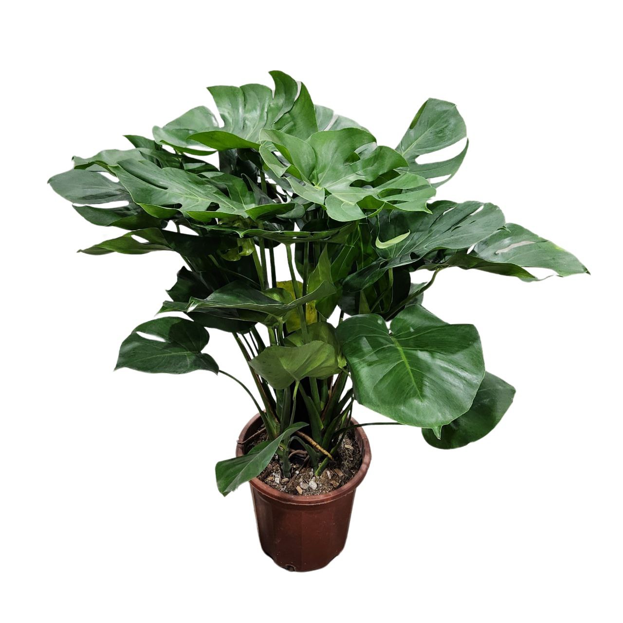 Монстера Делициоса