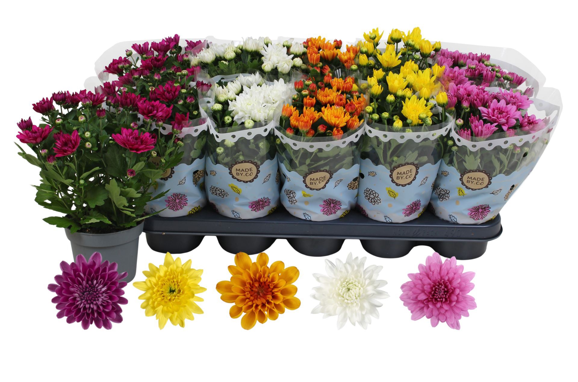 Хризантема махровая Микс