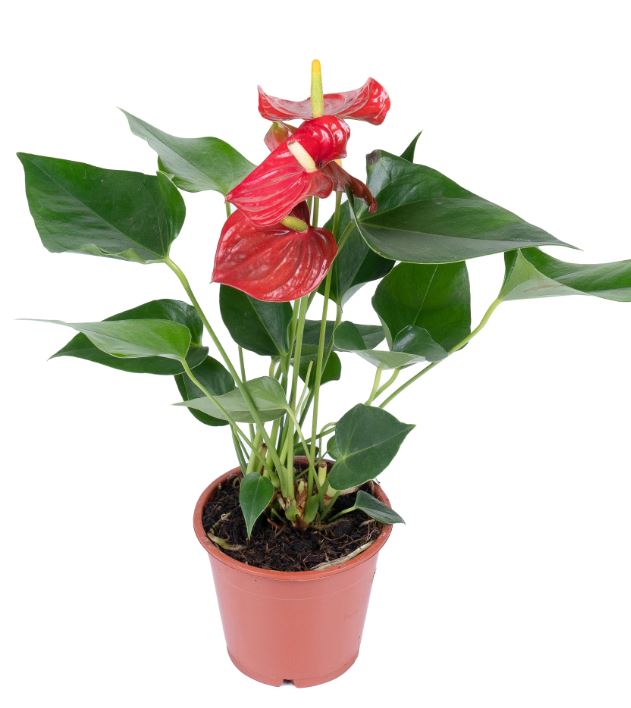 Антуриум андрианум Эсудо