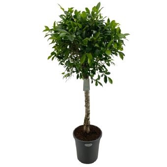 Фикус бенжамина Нитида штамбовый