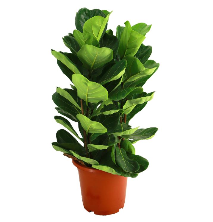 Фикус лирата Бамбино