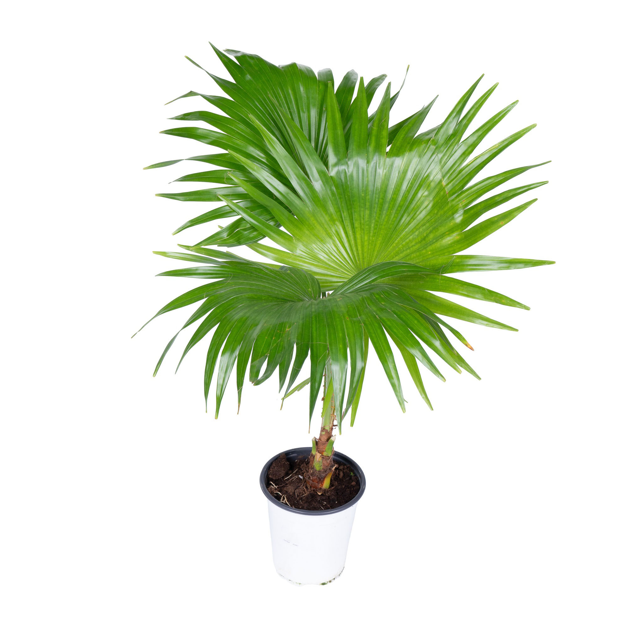 Ливистона Чиненсис