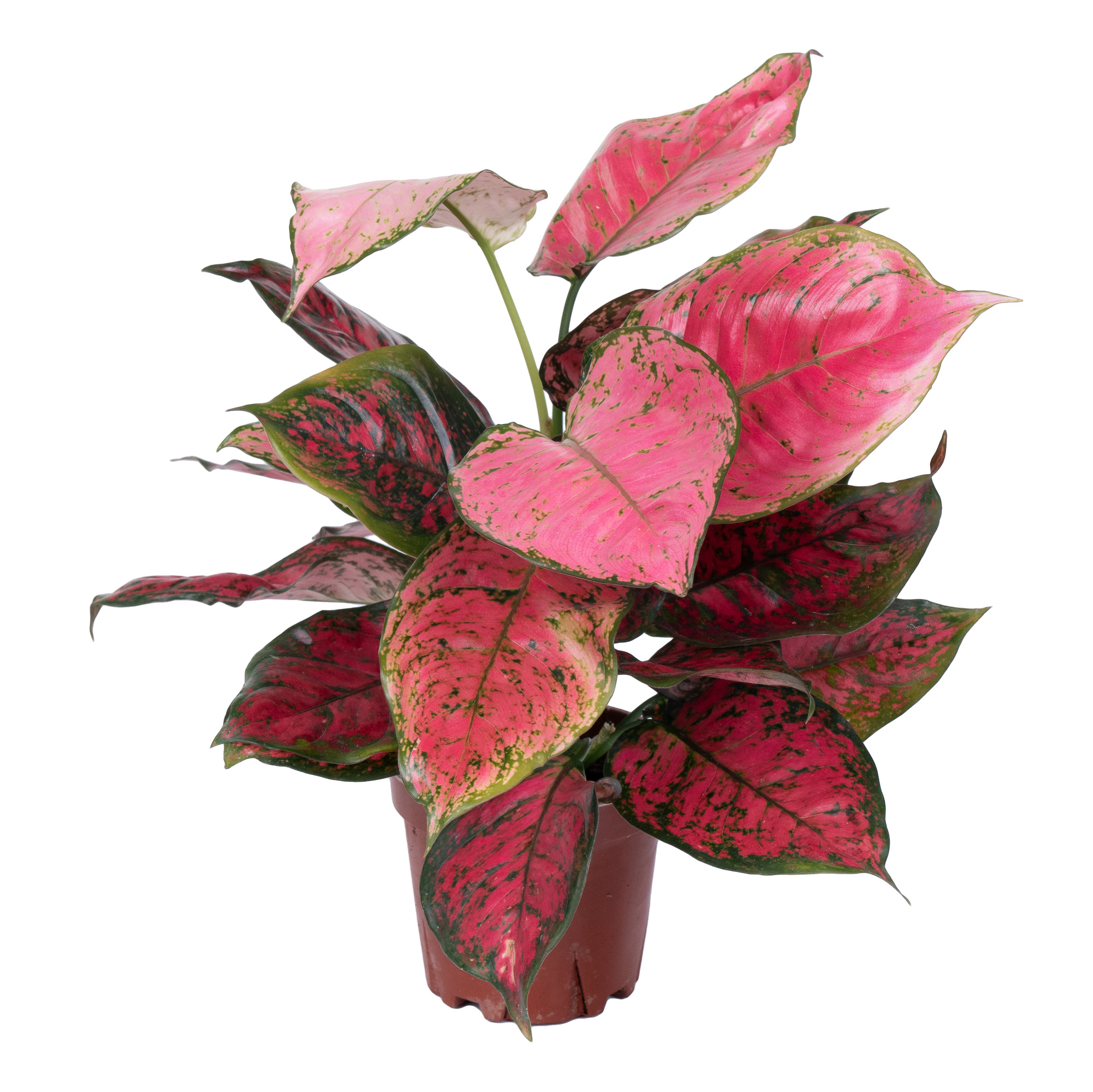 Аглаонема Руби Ред