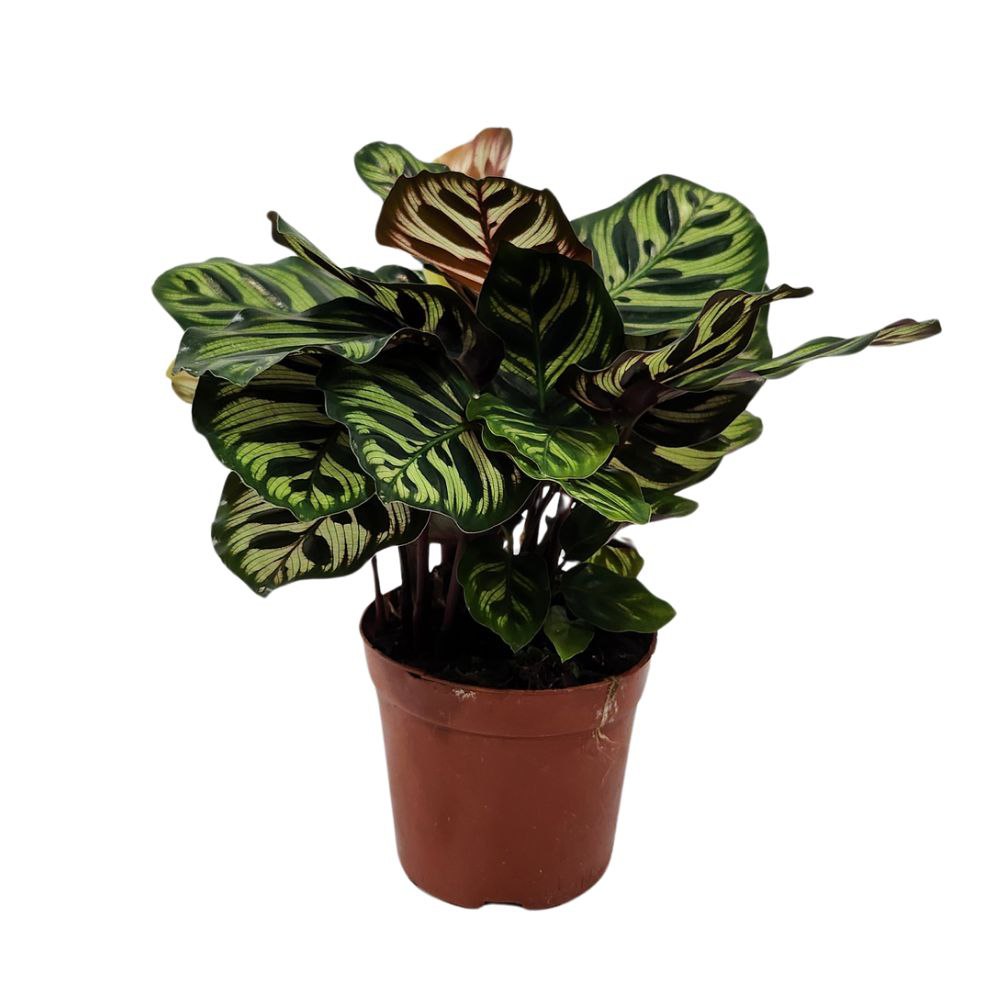 Калатея Макояна