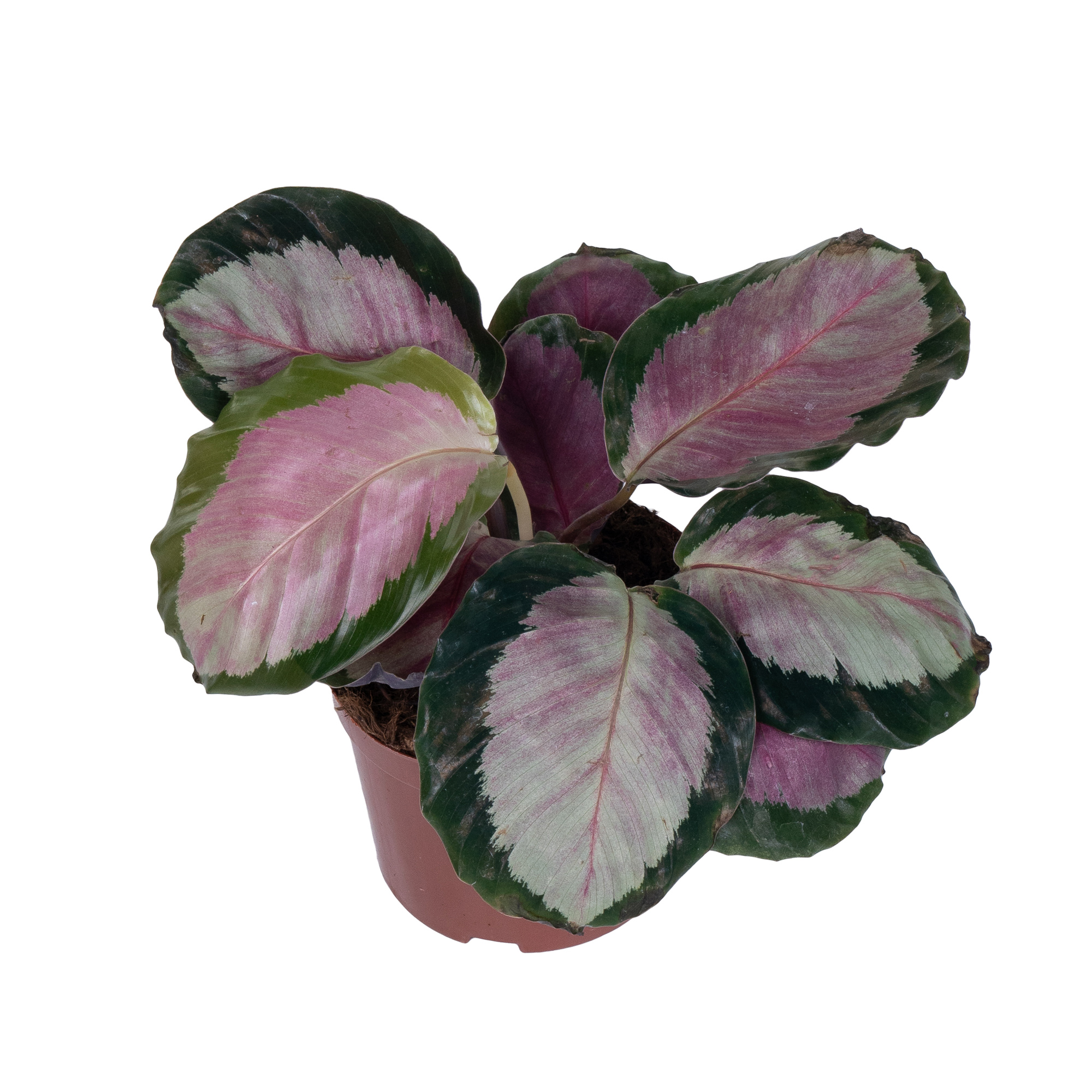 Калатея Роуз Рэд